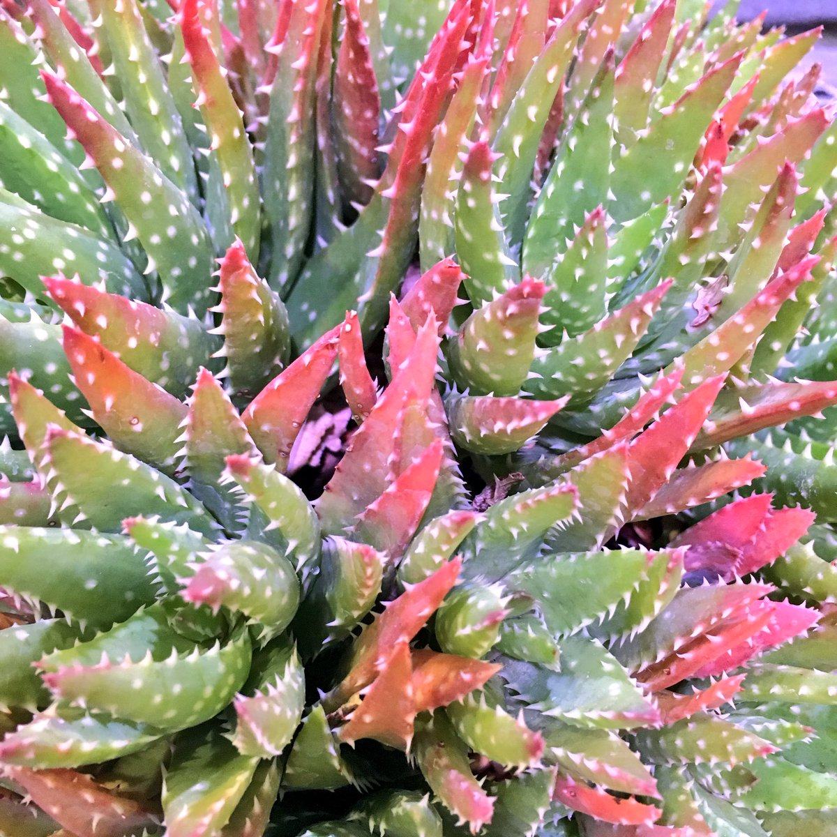 bogenhanf black coral Sansevieria Black Coral main image 1