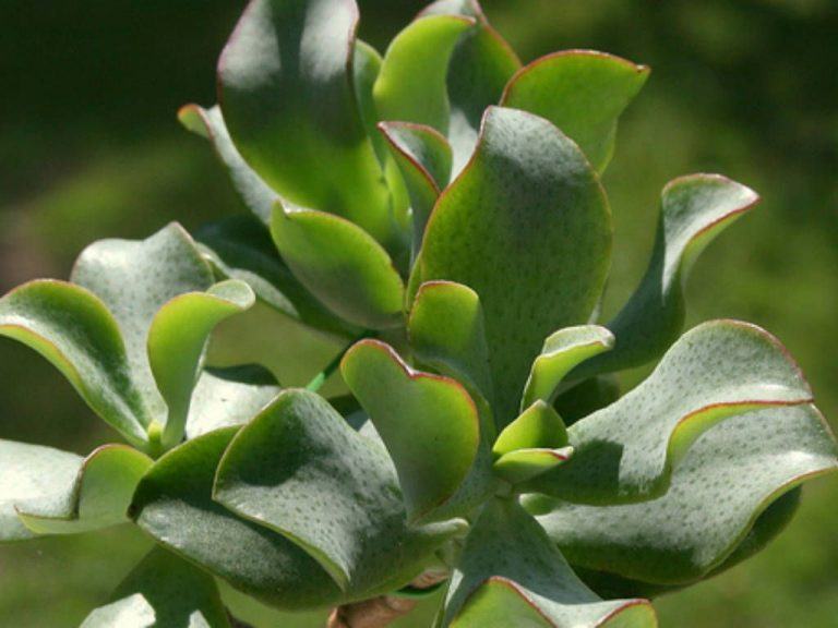 Yeşim bitkisi arborescens (Gümüş Dolar Tesisi) Türkiye nin Sukulent
