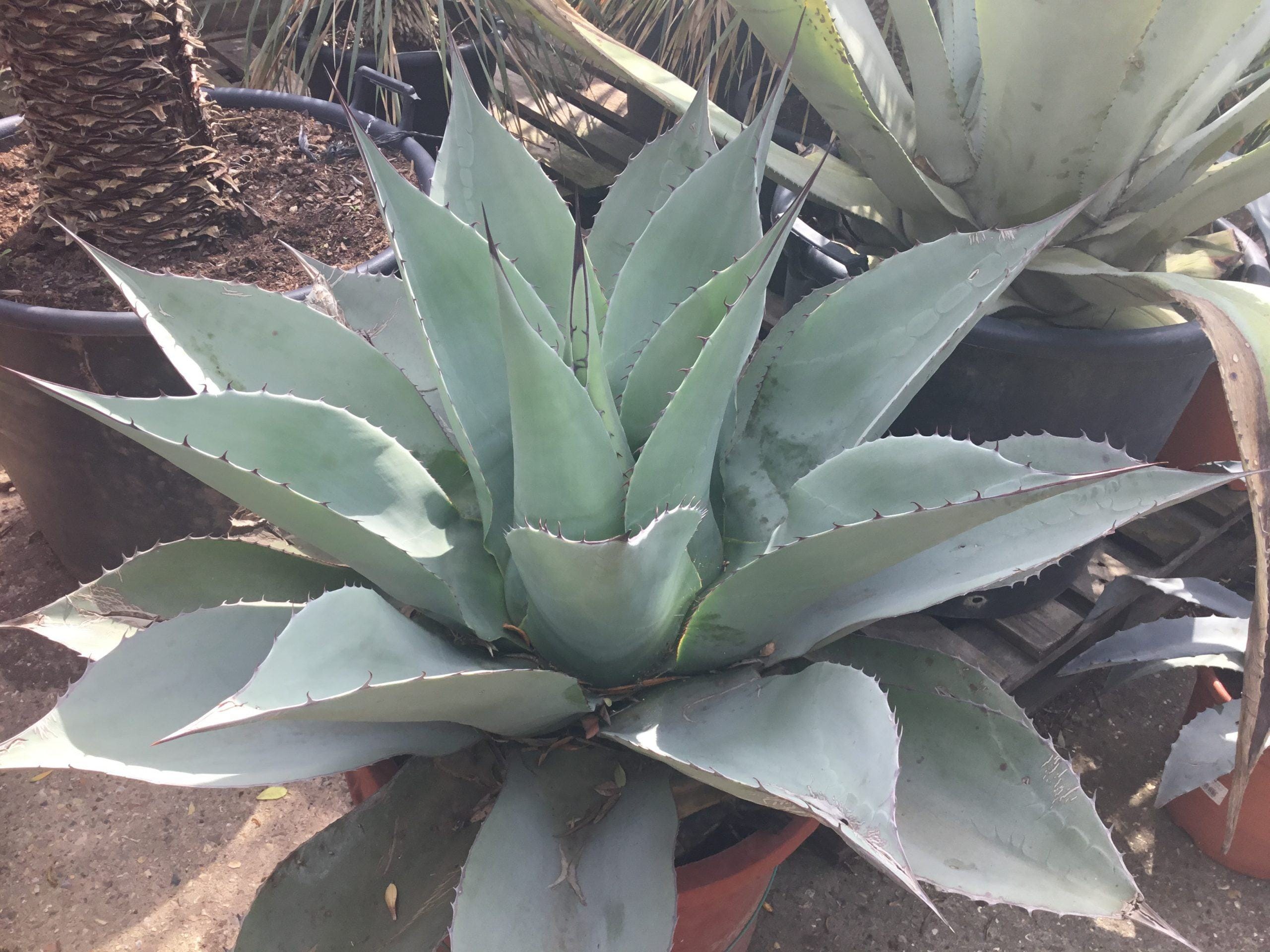 agave sugar Tres Agaves Organic Agave Nectar main image 0