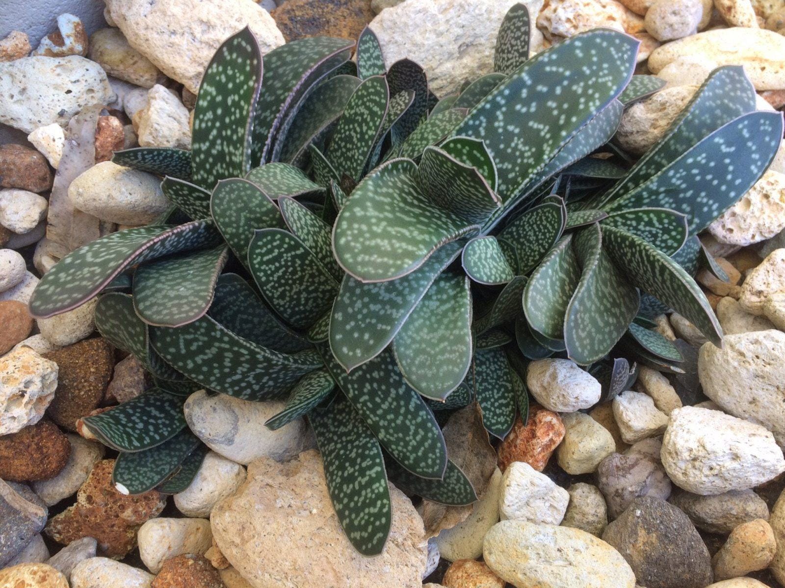 Гастерии виды и названия с