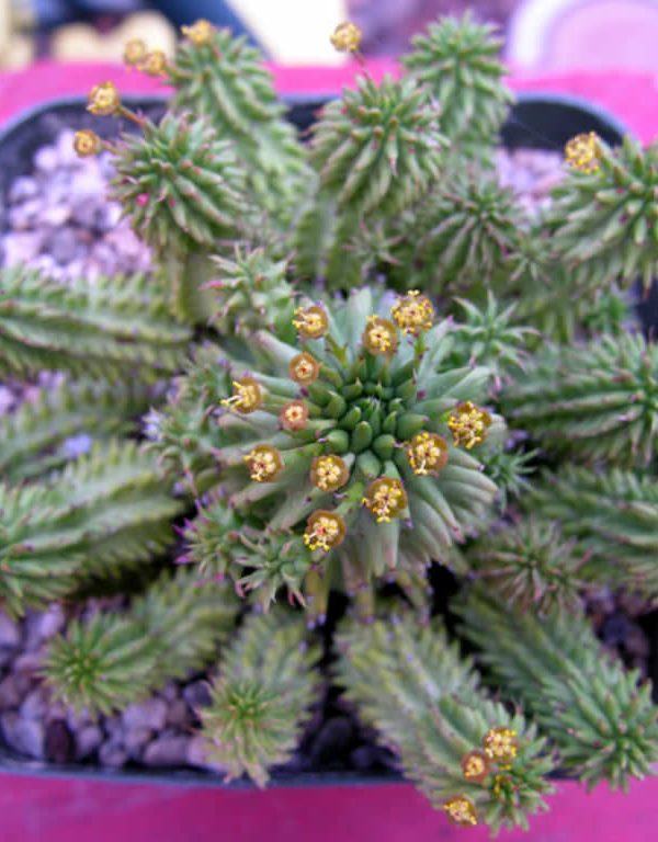 Euphorbia Sukulent için Nasıl Büyüme ve Bakım Yapılır
