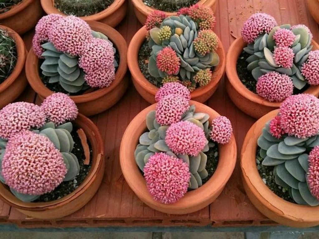 Crassula Sukulent Nasl Byr ve Bakm - Trkiye nin Sukulent ve Kakts  Marketi!