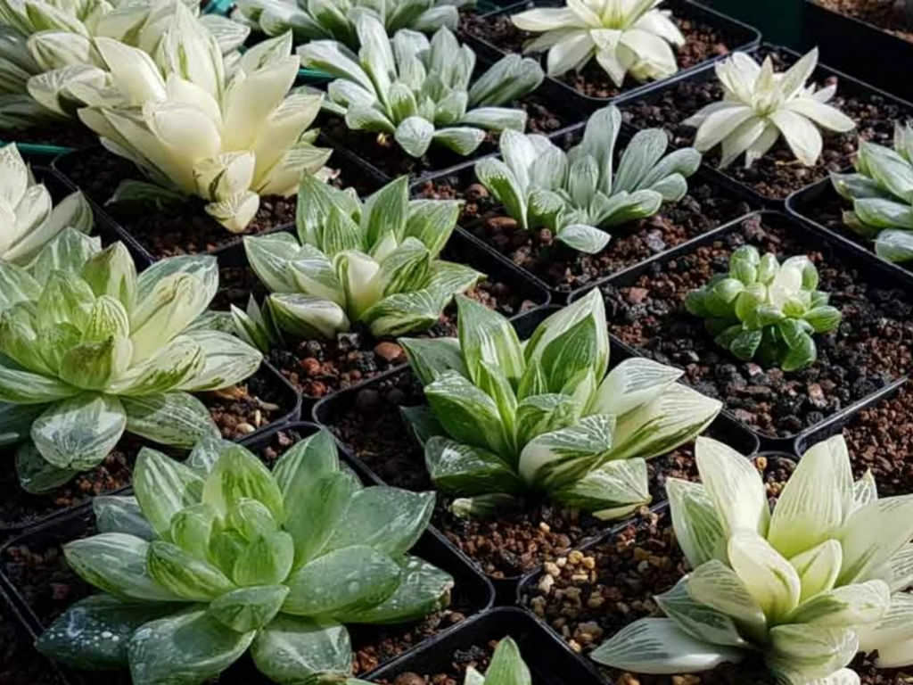 Haworthia Sukulent iin Nasl Byme ve Bakm Yaplr - Trkiye nin  Sukulent ve Kakts Marketi!
