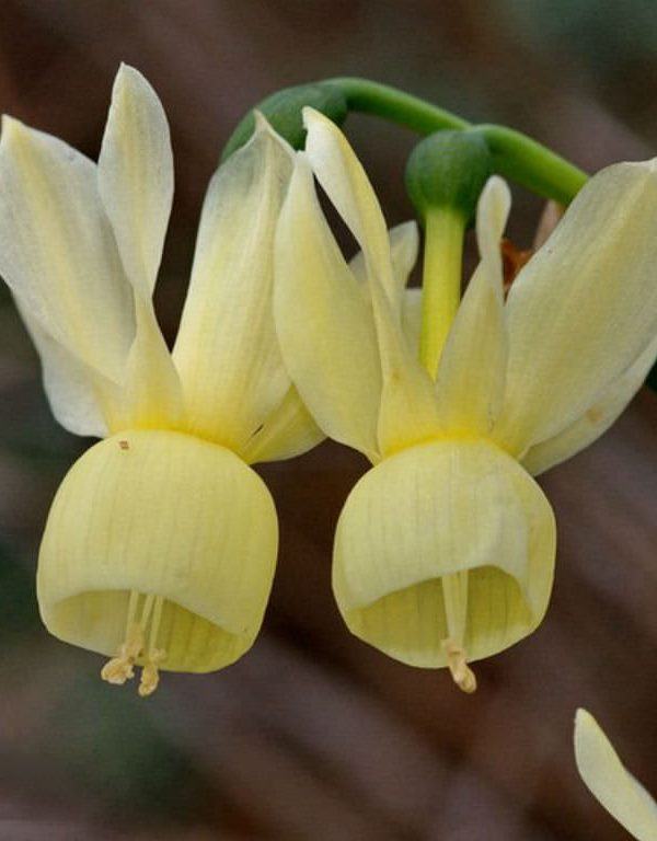 Narcissus triandrus subsp. pallidulus