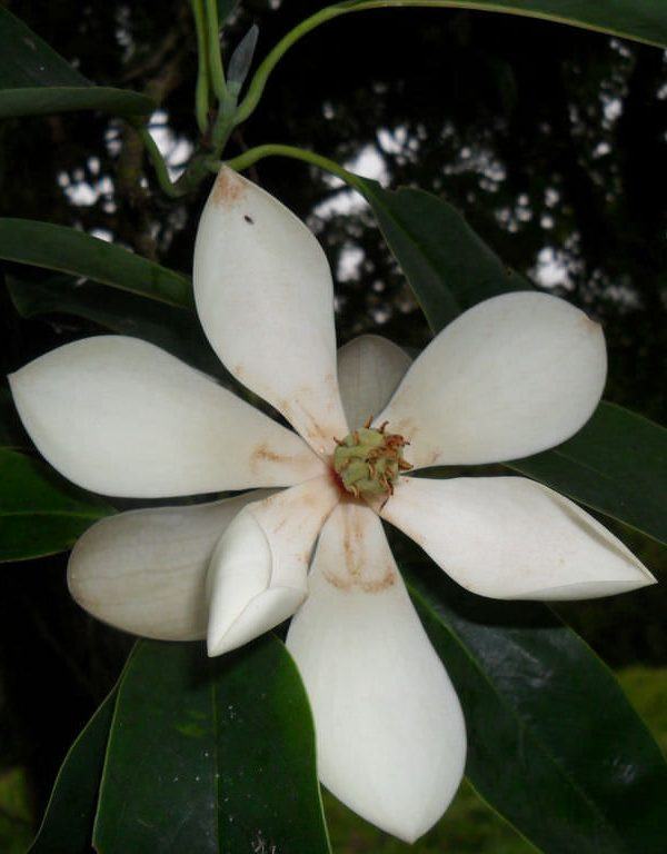 Manolya poasana (Poas Manolya)