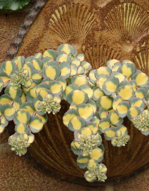 Hylotelephium sieboldii 'Mediovariegatum' (Alacalı Ekim Daphne) Sukulent