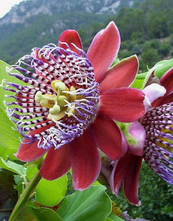 Passiflora alata (Kanatlı-saplı Tutku Çiçeği)