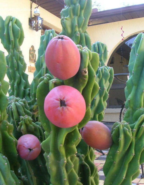 Cereus repandus f. monstrosa (Monstrose Apple Cactus) Sukulent