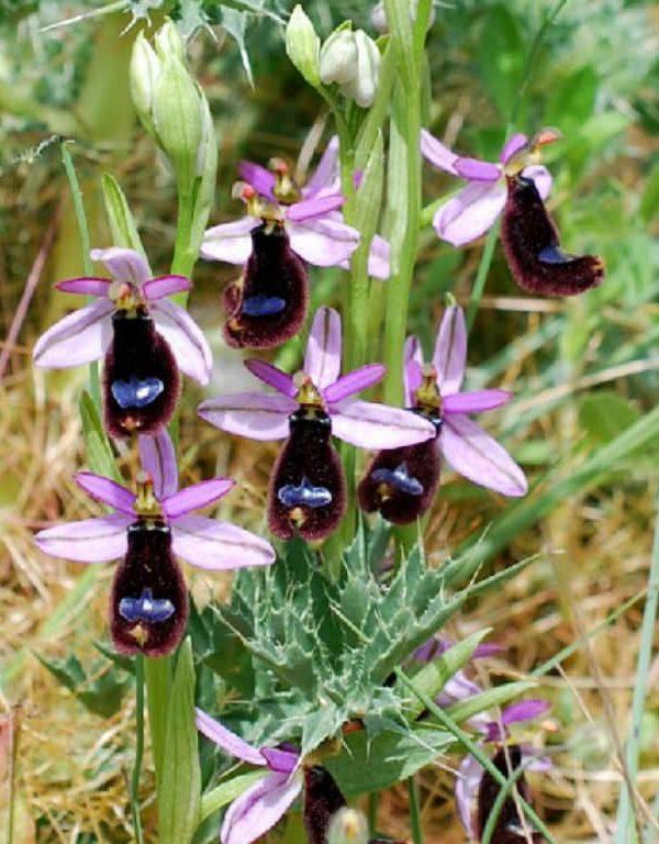 Ophrys bertolonii (Bertoloni Arı Orkidesi)