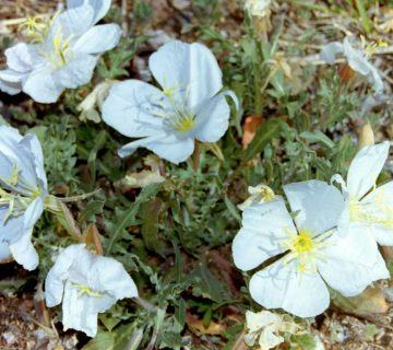 Oenothera albicaulis (En Beyaz Çuha Çiçeği)
