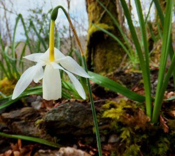 Narcissus triandrus (Meleğin Gözyaşları)