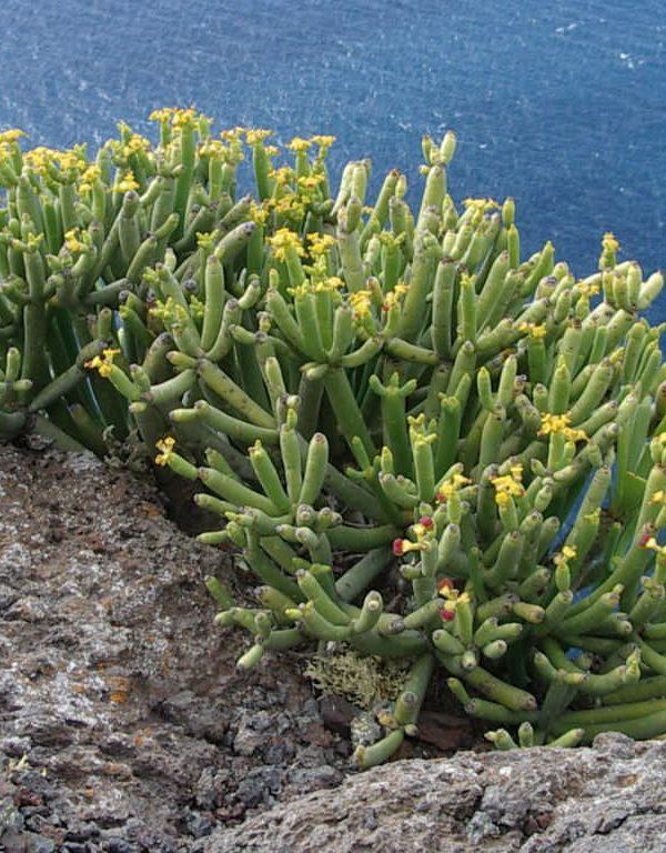Euphorbia aphylla (Yapraksız Sütleğen) Sukulent