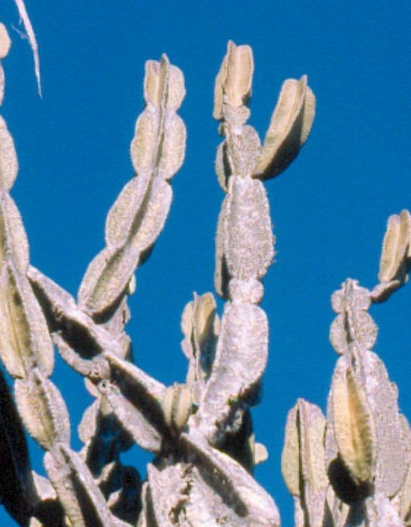 Cereus pierre-braunianus Sukulent