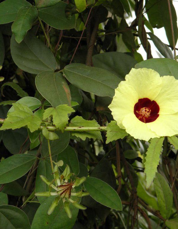 Hibiscus surattensis (Yabani Ekşi)