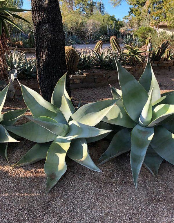Agave guiengola (Dolphin Agave) Sukulent