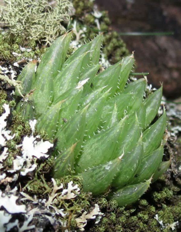 Haworthia mucronata (Glassrim Haworthia) Sukulent