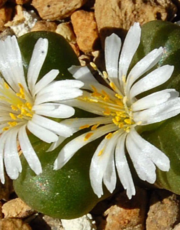 Conophytum roodiae Sukulent