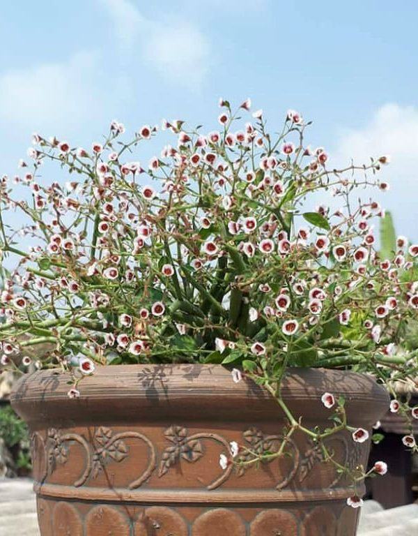 Euphorbia guiengola (Yıldızların Dizisi) Sukulent