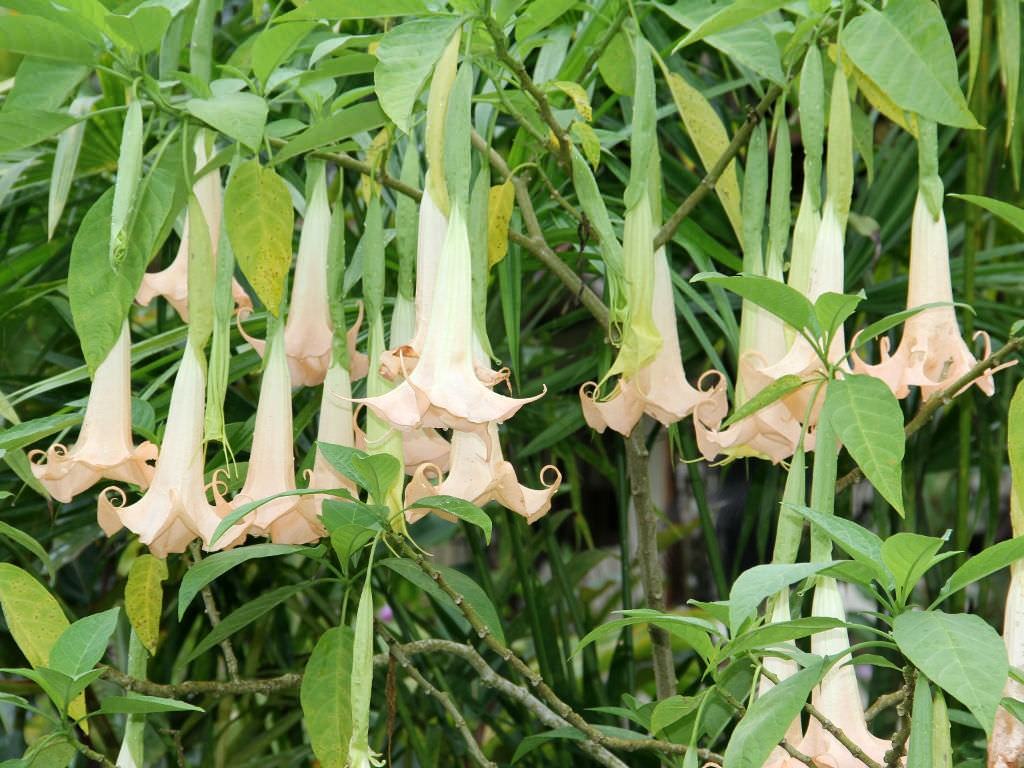 Brugmansia arborea (Meleğin Trompet)