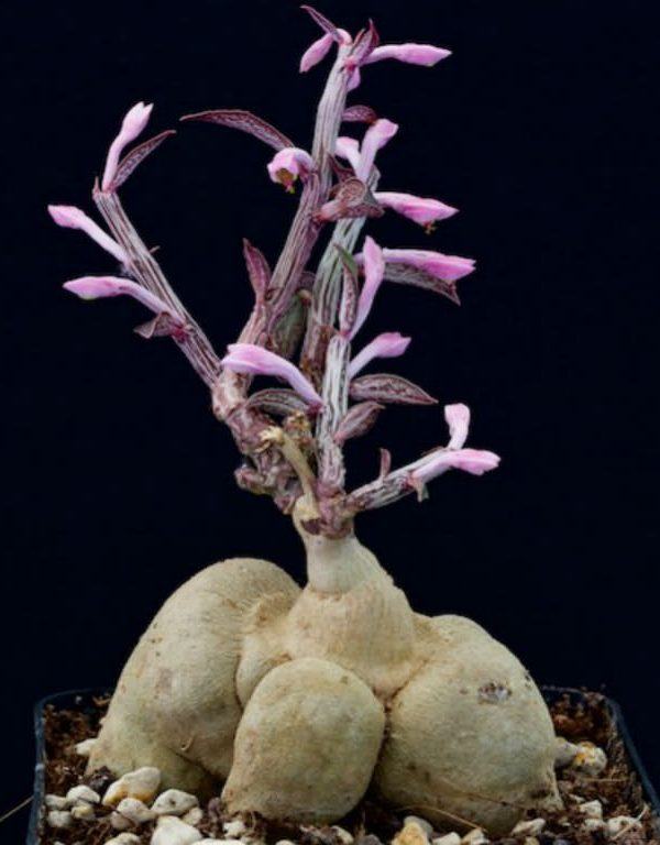 Euphorbia neorubella (Kırmızı Monadenium) Sukulent