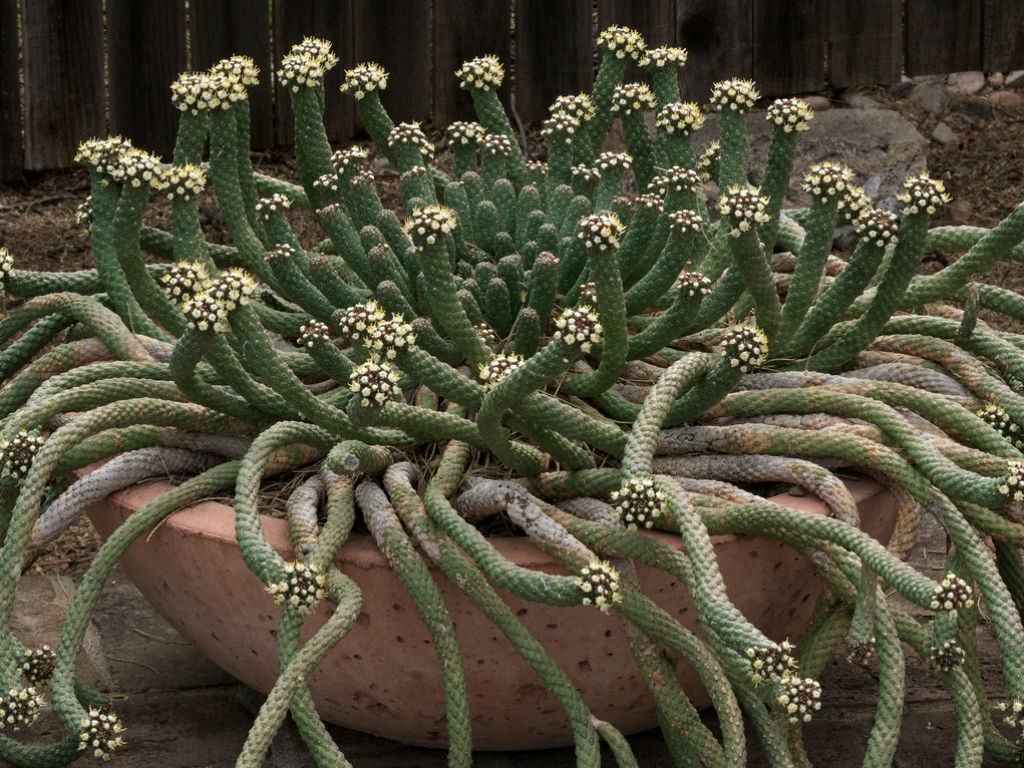 Euphorbia esculenta Sukulent için Nasıl Büyüme ve Bakım Yapılır