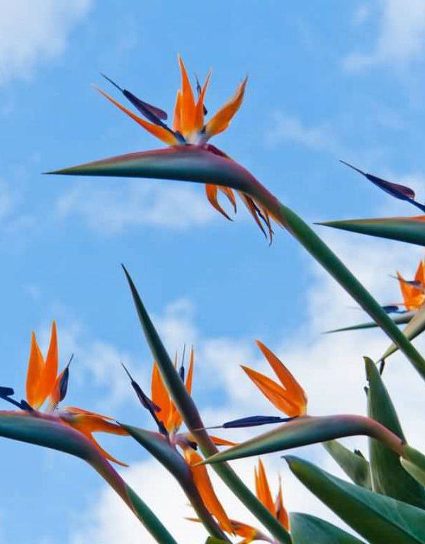 Cennet Çiçeği Kuşu: Anlamları ve Sembolizm