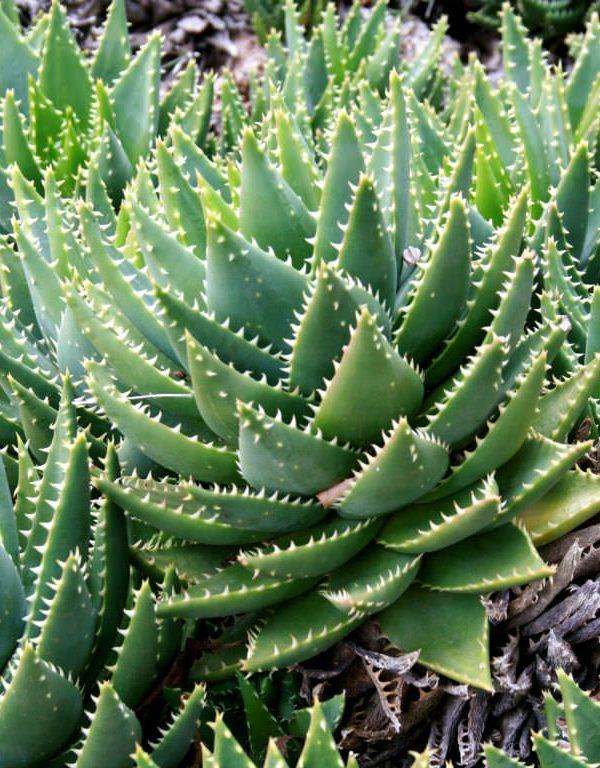 Aloe perfoliata (Gönye Aloe) Sukulent