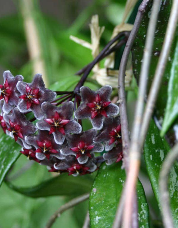 Hoya pubicalyx 'Kırmızı Düğmeler'