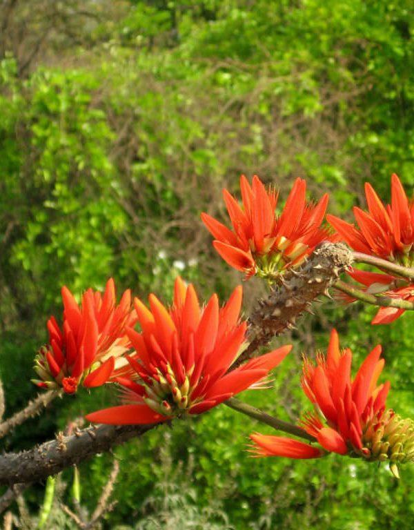 Erythrina variegata (Hint Mercan Ağacı)