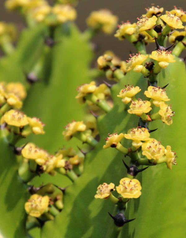 Euphorbia antiquorum (Antik Sütleğen) Sukulent