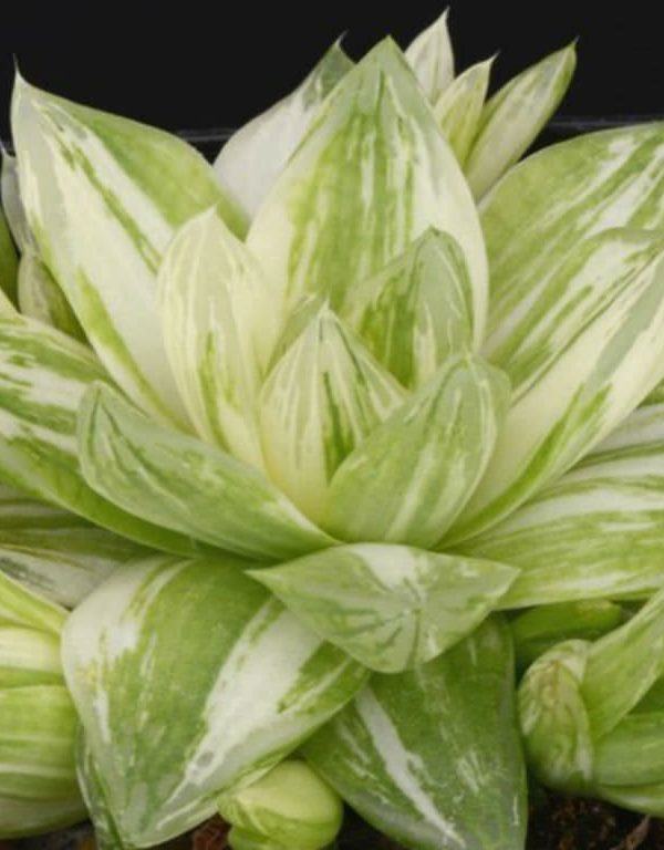 Haworthia cymbiformis f. variegata (Alacalı Katedral Penceresi Haworthia) Sukulent