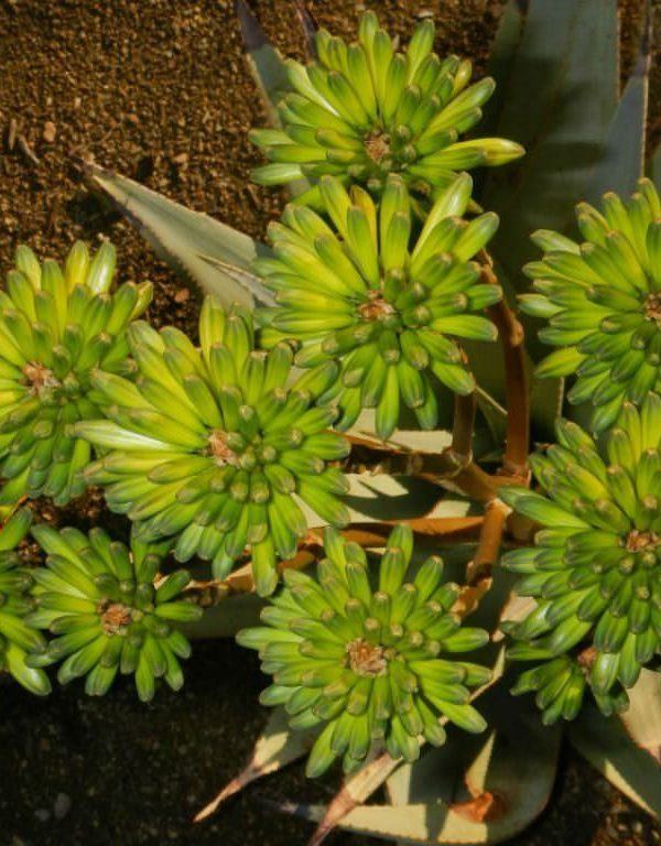 Aloe viridiflora (Yeşil çiçekli Aloe) Sukulent