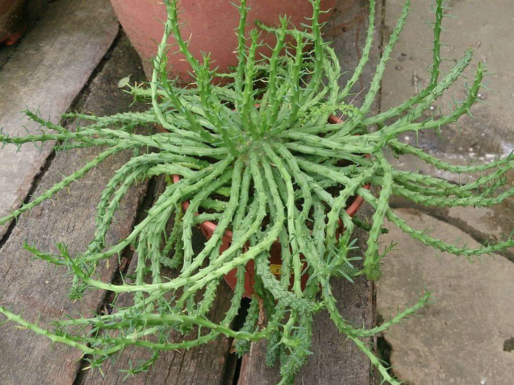 Bir Medusa Başı (Euphorbia flanaganii) Sukulent Nasıl Büyütülür ve Bakımı Nasıl Yapılır?