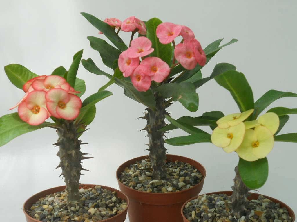 Bloom Sukulent'e Dikenli Ta Almann 5 Srr - Trkiye nin Sukulent ve  Kakts Marketi!