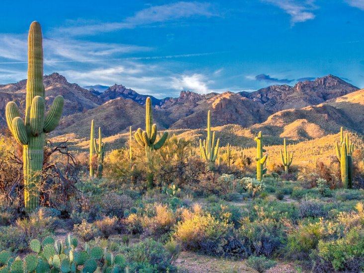 Saguaro Cactus 101: Gerçekler ve Nasıl Büyür?