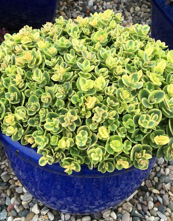 Hylotelephium 'Lime Twister' (Lime Twister Stonecrop) Sukulent