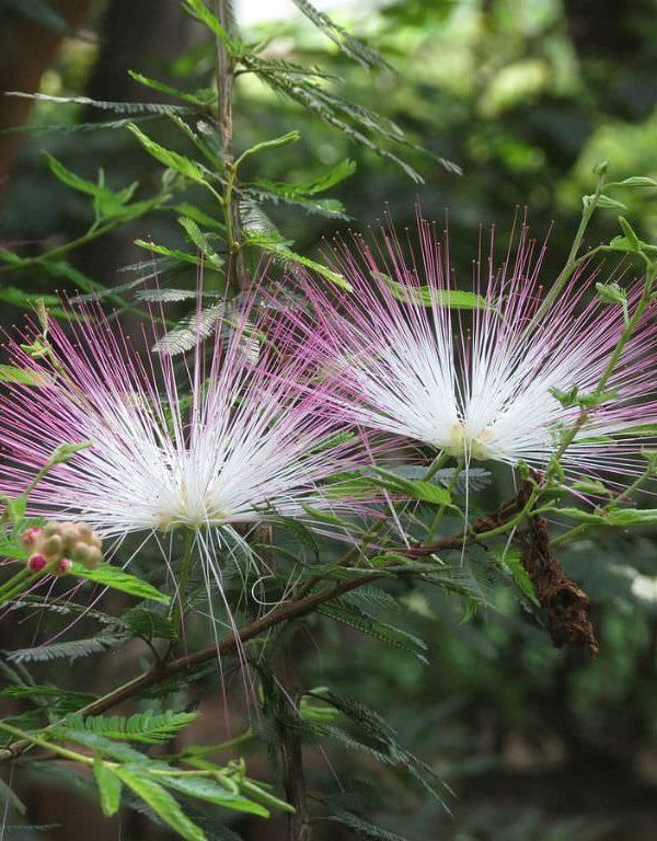 Calliandra brevipes (Pembe Powderpuff)