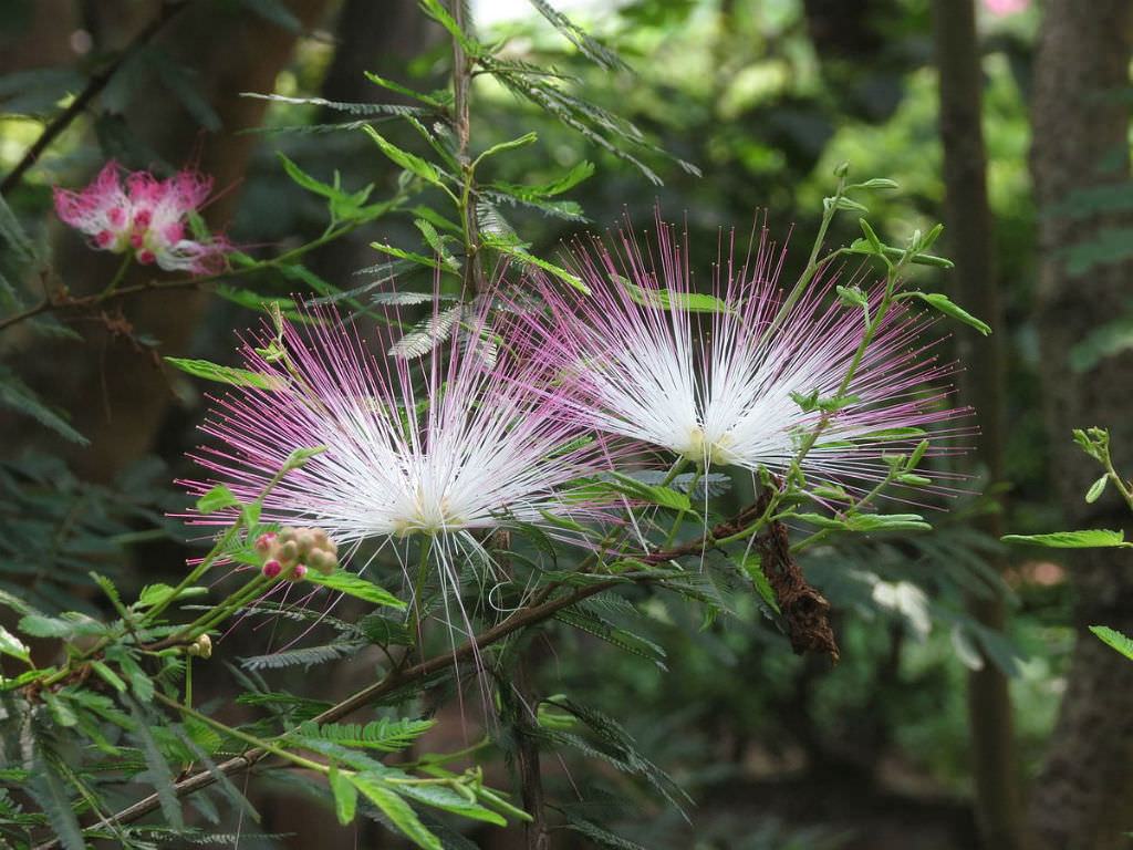 Calliandra brevipes (Pembe Powderpuff)