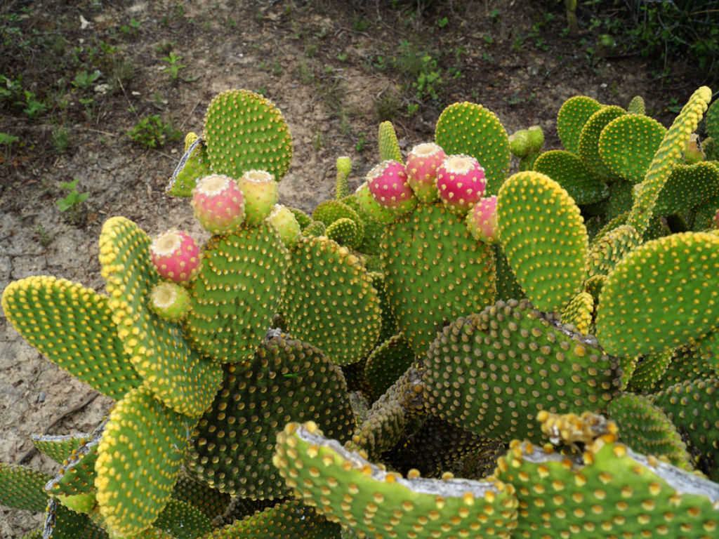 Tavan Kulaklar Kakts (Opuntia microdasys) Sukulent Nasl Byr ve Bakm  - Trkiye nin Sukulent ve Kakts Marketi!