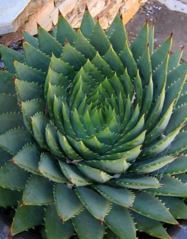 Spiral Aloe (Aloe polyphylla) Sukulent Nasıl Büyütülür ve Bakımı