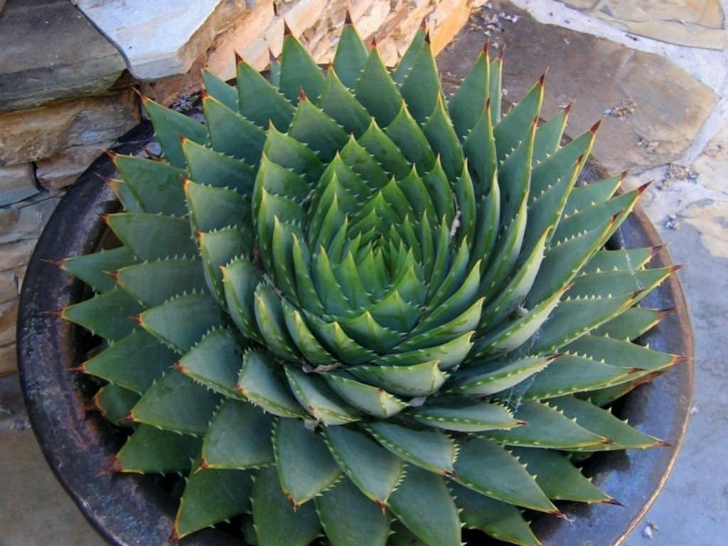 neobio pflege haaröl bio-aloe vera & arganöl Haarmaske mit Arganöl & Rizinusöl – Naturkosmetik – Germanya Naturkosmetik main image 1