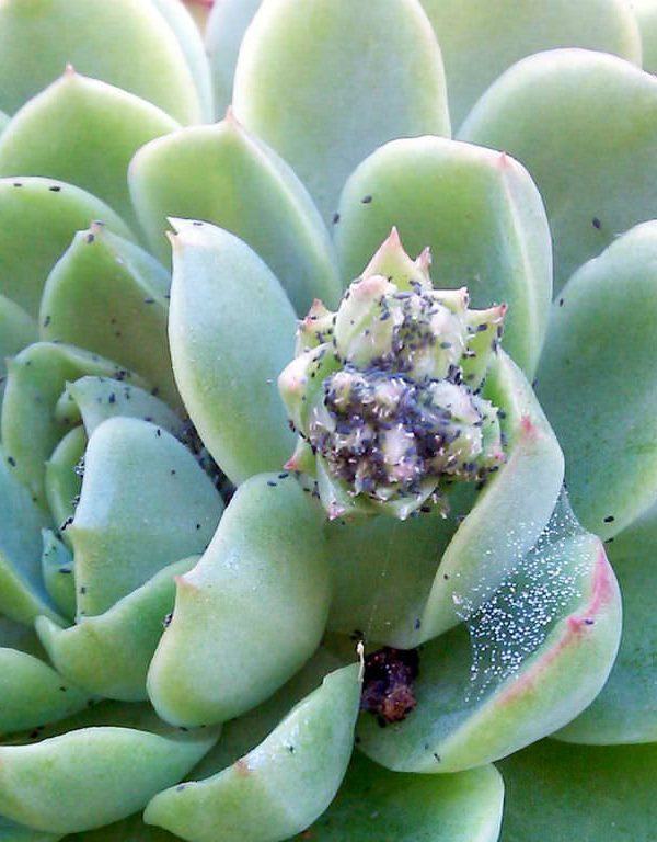Succulents Sukulent Üzerindeki Zararlıları Önlemek İçin 6 İpucu
