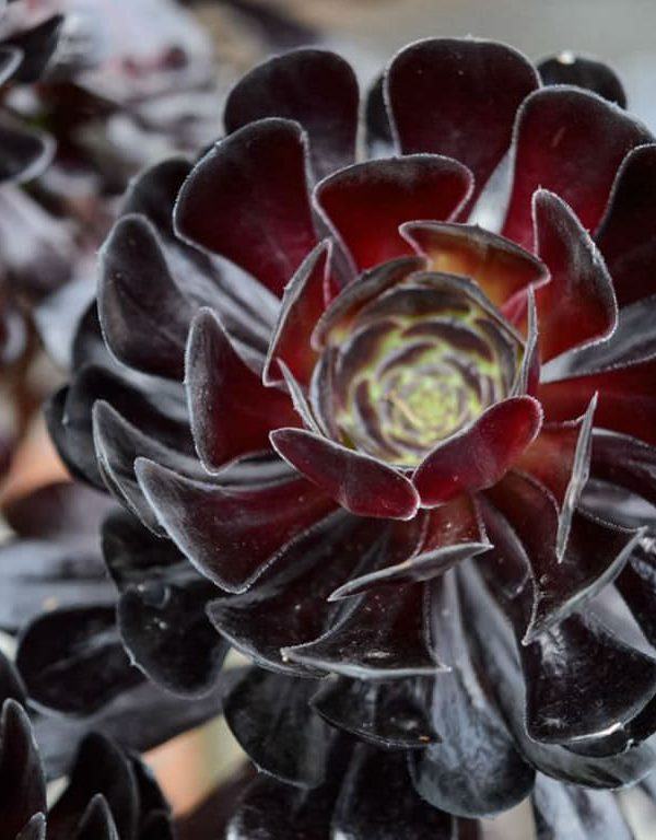 Black Rose Aeonium Sukulent Nasıl Büyür ve Bakımı