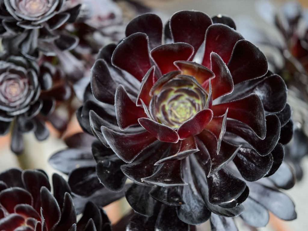 Black Rose Aeonium Sukulent Nasıl Büyür ve Bakımı