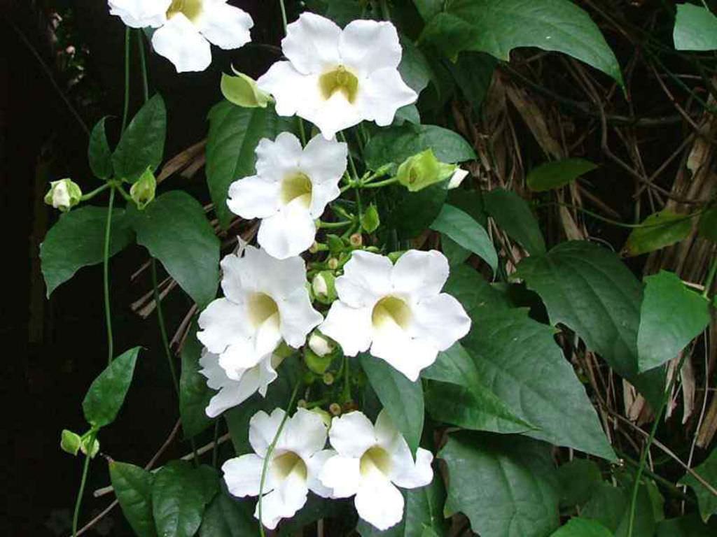 Thunbergia grandiflora 'Alba' (Beyaz Gökyüzü Asma)
