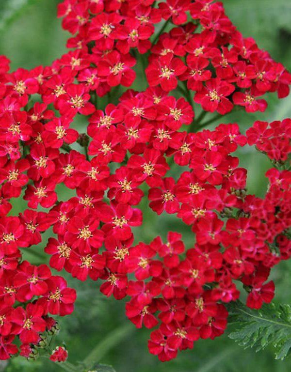 Achillea millefolium 'Red Velvet' (Red Velvet Civanperçemi)