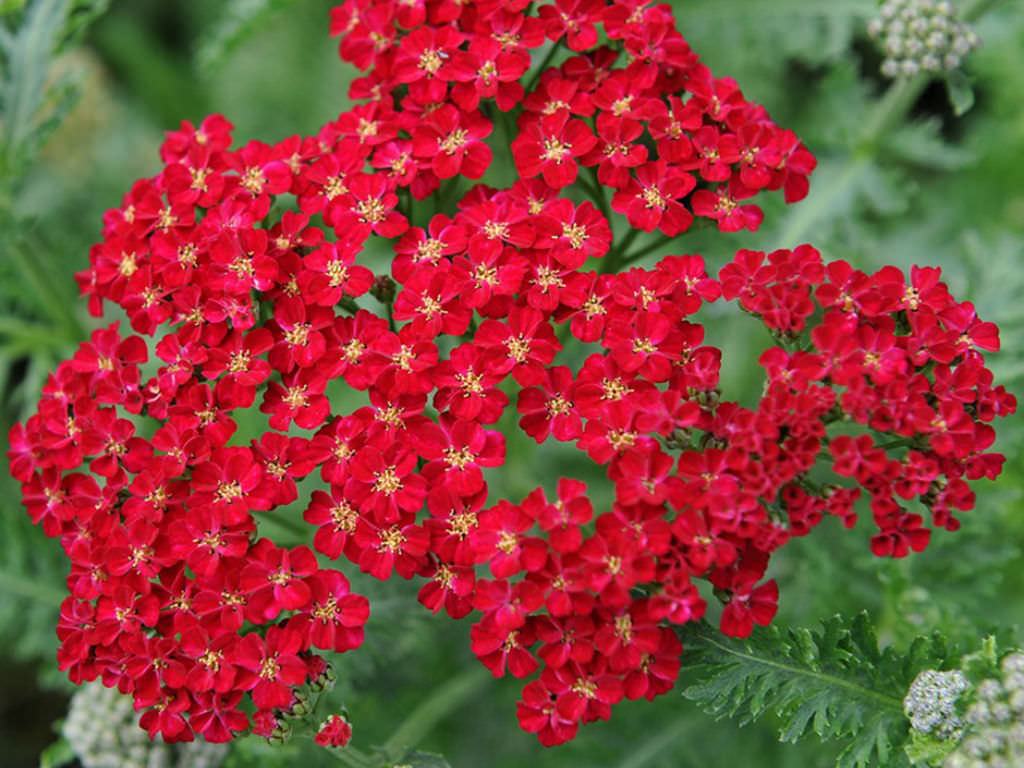 Achillea millefolium 'Red Velvet' (Red Velvet Civanperçemi)