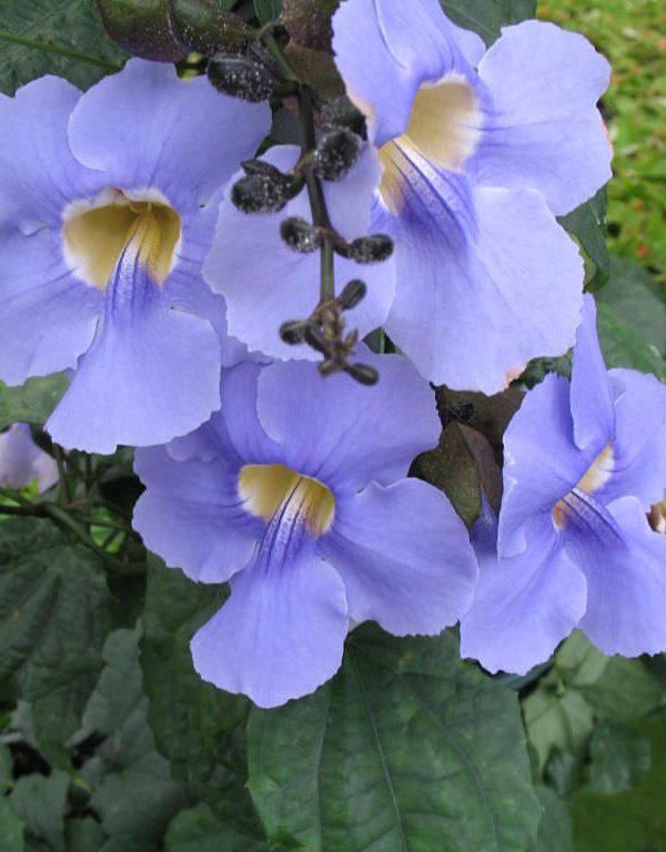Thunbergia grandiflora (Mavi Gökyüzü Çiçeği)