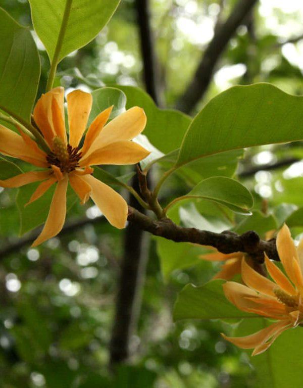 Manolya champaca (Champak)