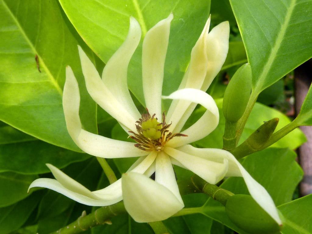 Manolya x alba (Beyaz Champaca)